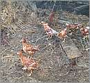 DSCF1239.JPG