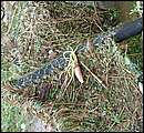 DSCF4617_arv.jpg