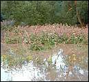 DSCF4745_arv.jpg