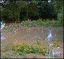 DSCF4746_arv.jpg
