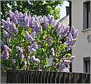DSC_1090.JPG