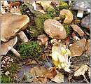 DSC_7008.JPG