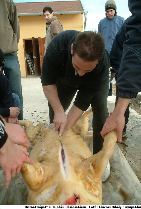DSCF6248.jpg