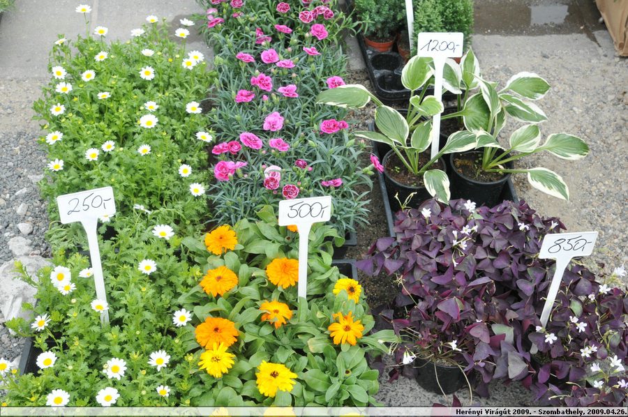 aDSC_9688.JPG