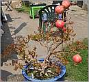 DSC_0276.JPG