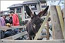 DSC_8018.JPG