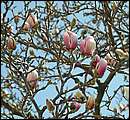 DSCF0439.jpg