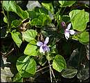 DSCF0536.jpg