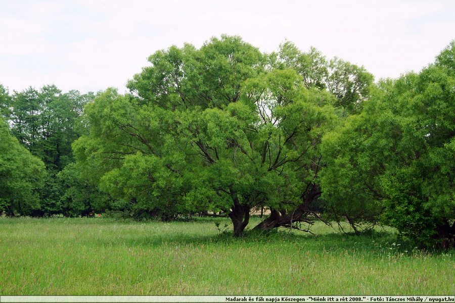 DSCF7436.JPG