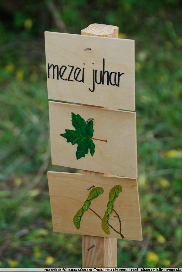 DSCF7450.JPG