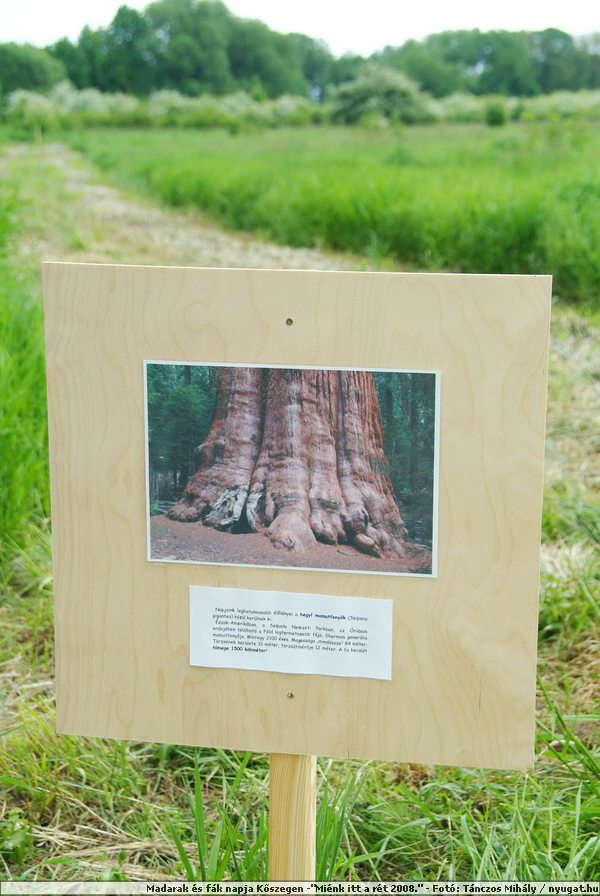 DSCF7520.JPG