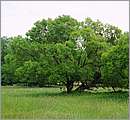 DSCF7436.JPG