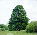 DSCF7508.JPG