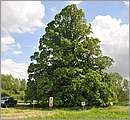 DSC_2594.JPG