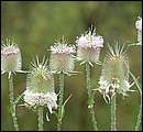 DSCF2128.jpg