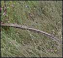 DSCF2137.jpg