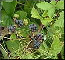 DSCF2264.jpg