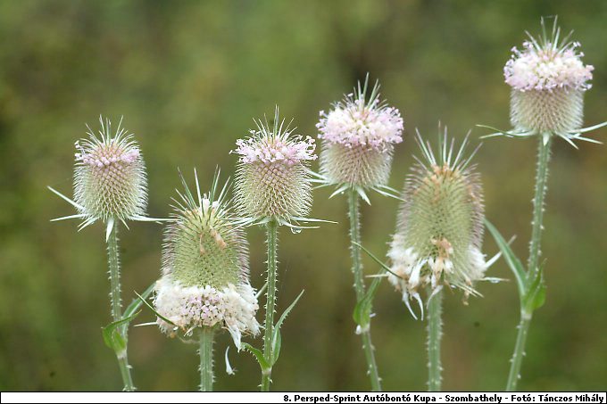 DSCF2128.jpg