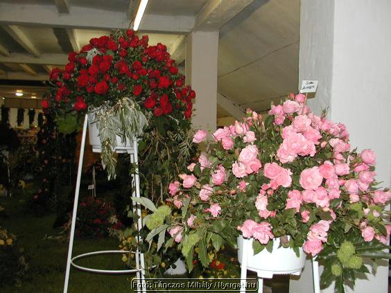 rP9147129_tm.jpg