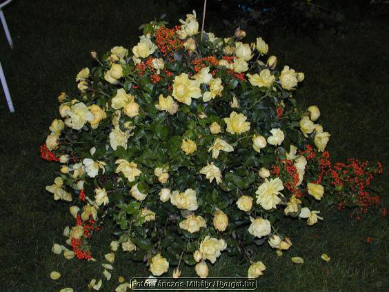 rP9147177_tm.jpg