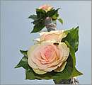 aDSC_3152.JPG