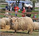 DSC_8774.JPG