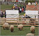 DSC_8775.JPG