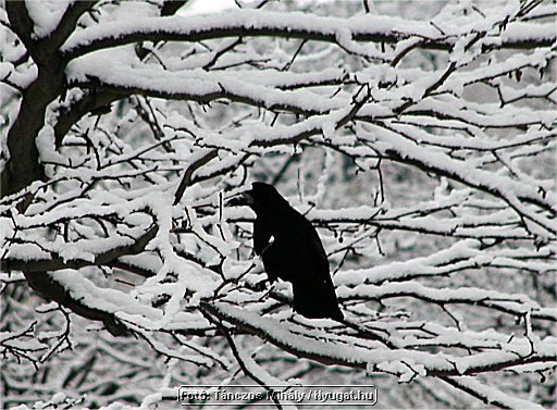 Image74.jpg
