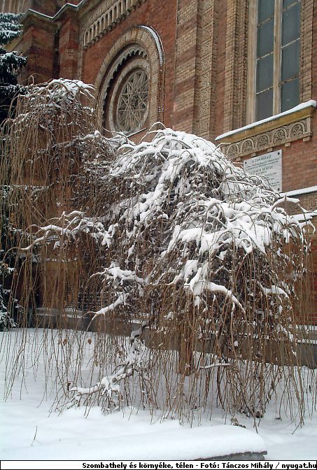 DSCF8256_telszh.jpg