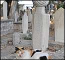 DSC_5387a.jpg