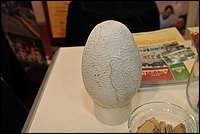 DSC_9518tm.JPG