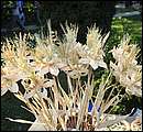 DSC_4058.JPG