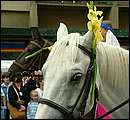 DSCF8231.jpg