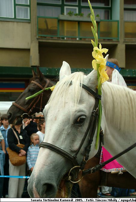 DSCF8231.jpg