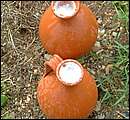 DSCF6192.jpg
