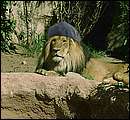 lion.jpg