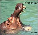 vizi.jpg