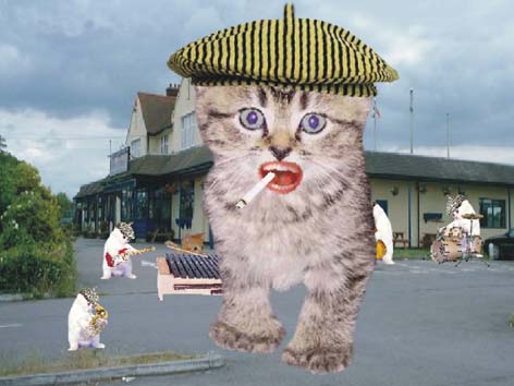 kitten.jpg