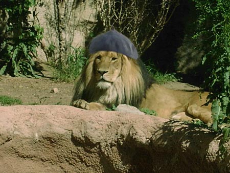 lion.jpg