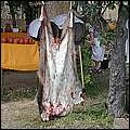 P1019009.jpg