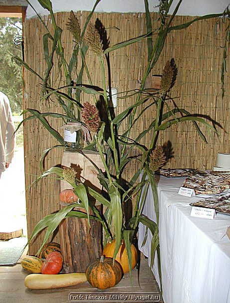 PA045181.jpg